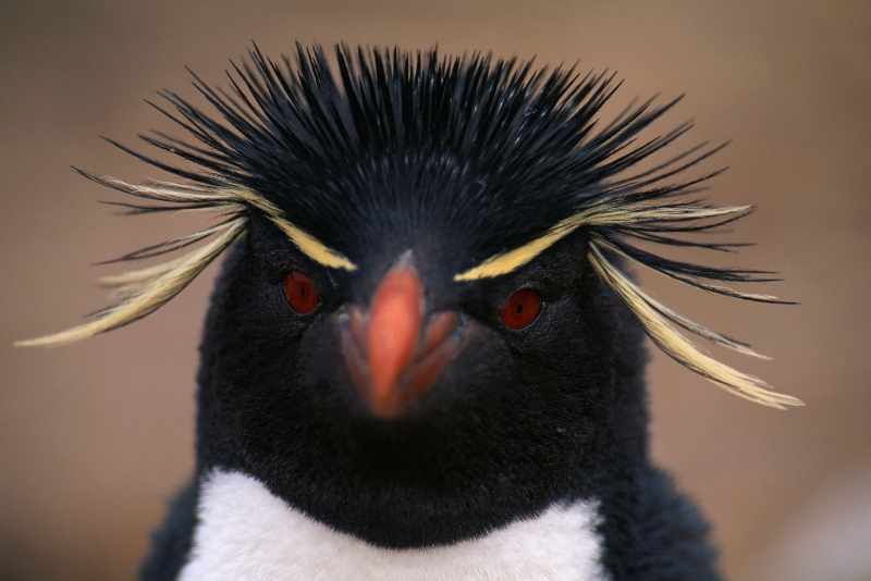 Living Coasts Zoo